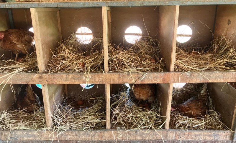 chickens sleeping in nesting boxes